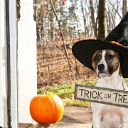 5 Horribly Hilarious Halloween Pet Videos