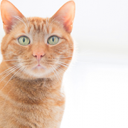 5 Things Vets Hate About Kidney Disease in Cats … And How That’s About to Change