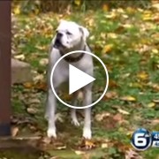 Disabled Dog Fights Through Pain to Save His Guardian’s Life