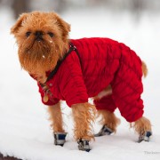 Dog Booties