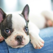 Most Popular Dog Names of 2014