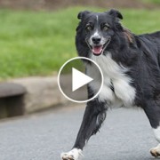 Border Collie running in the street
