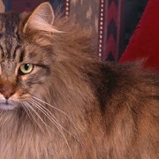 At 26, Corduroy Takes the Title of World’s Oldest Cat