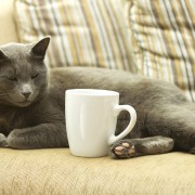 Would You Like a Cat with That Coffee?