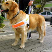 Service Dog Risks his Life to Save a Blind Man and Inspires Donations