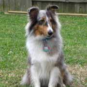 Shetland Sheepdog in backyard 