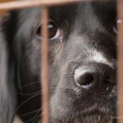 Adopt-a-Shelter-Dog Month: Debunking Myths About Shelter Dogs