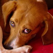 beagle with anal sac problems /><p><em>Kelly Serfas, a Certified Veterinary Technician in Bethlehem, PA, contributed to this article</em><br /><br />Toby, a 9 year old <a href=
