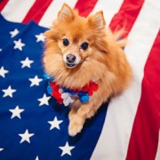 small dog on american flag