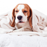 dog with cold hiding under warm blanket