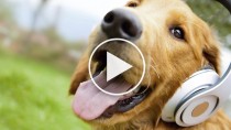 5 Fun Pet Music Videos