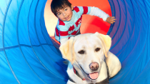 Can Dogs Help Children With Autism?