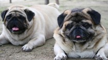 The Top 5 States for Pet Obesity