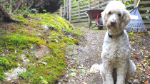 Celebrating Earth Day: Going Green With Your Pet