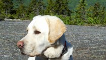 Golden Labrador on a mountain in Maine