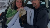 Bald Eagle Rescue Photos: Blanketed and In the Car