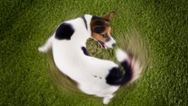 Spinning is one dog poop personality