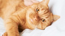 Orange cat on a bed