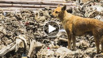 Abandoned Junkyard Dog Risks Life Daily to Care for Other Animals