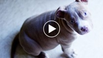 Gray Pit Bull puppy looking up
