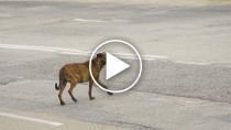 Police Save Terrier Dog from Busy Highway