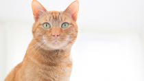 5 Things Vets Hate About Kidney Disease in Cats … And How That’s About to Change