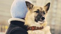Chicago's Mystery Dog Virus Outbreak Identified as Asian Strain