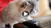 This Week’s Top 7 Cutest (and Strangest) Viral Pet Videos
