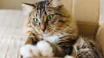 Why do Cat's Like Boxes? New Study Offers New Answers