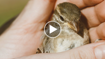 Rescued Baby Bird is Returned to Parents