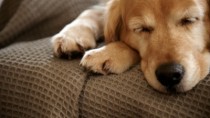 Golden Retriever Sleeping on Couch