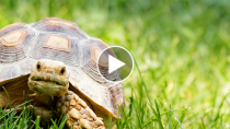This Time the Tortoise Might Actually Beat the Hare