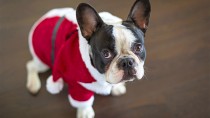 These Pets Got Into the Holiday Spirit!