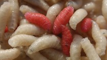 Treating Conditions with Maggots and Leeches