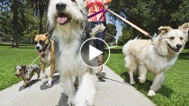 Watch What Happens When These Dogs Hear the Word “Walk”