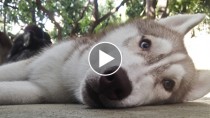 Senior Siberian Husky lying on the ground