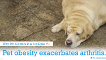 5 Reasons Why Pet Obesity is a Big Deal 