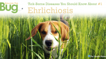 Ehrlichiosis in Dogs