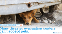 Many disaster evacuation centers can't accept pets