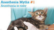 Anesthesia Myths