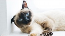 5 Cat Diseases Vets Don’t Think You Know, But Should