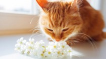 cat sniffing flowers might sneeze