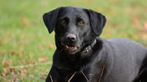 Labrador with anal gland cancer can be helped with surgery