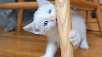 Dr. Ruth's Top 5 Reasons to Visit the Veterinarian With Your New Kitten