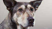 Bruising in Dogs: Ecchymosis
