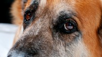 Canine Cognitive Disorder