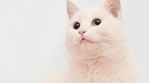 Cat Hair Dye: Is it Safe to Dye Cat Fur?