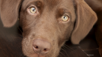 Chocolate toxicity in cats and dogs