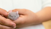 Person holding a mouse