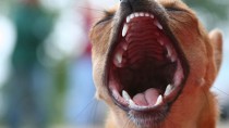 Dog Bites: Don’t Underestimate this Serious Injury